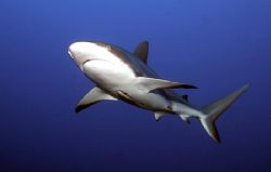 OK...so it was a shark dive. I can dream though that I wa... by Jon Kreider 
